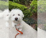 Small #4 Poochon