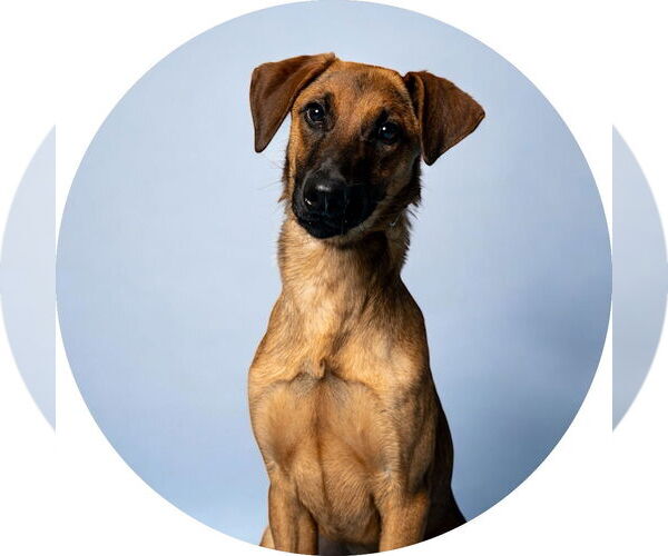 Medium Photo #1 Doberman Pinscher-Unknown Mix Puppy For Sale in Rowlett, TX, USA