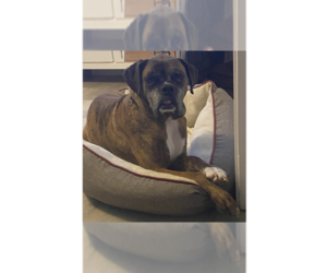 Boxer Dogs for adoption in Austin, TX, USA