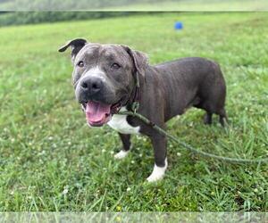 American Pit Bull Terrier-Unknown Mix Dogs for adoption in Virginia Beach, VA, USA