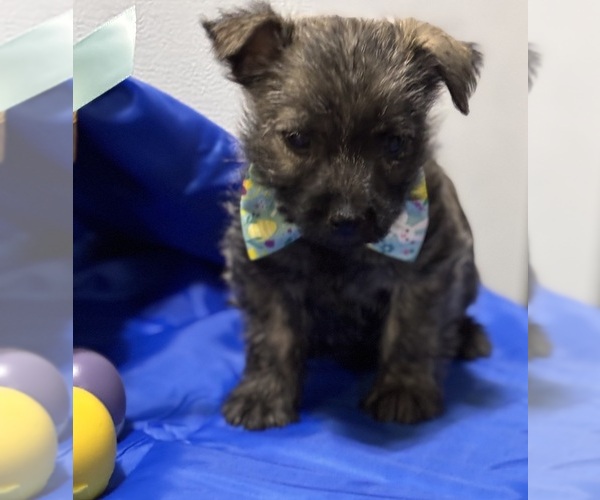 Medium Photo #3 Cairn Terrier Puppy For Sale in HASTINGS, NE, USA