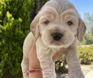 English Cocker Spaniel Puppy for sale in HACIENDA HEIGHTS, CA, USA