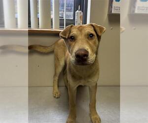 Medium Chinese Shar-Pei Mix