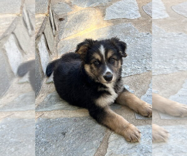 Medium Photo #5 German Shepherd Dog-Unknown Mix Puppy For Sale in Dana Point, CA, USA