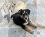 Small Photo #5 German Shepherd Dog-Unknown Mix Puppy For Sale in Dana Point, CA, USA