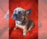 Small #2 French Bulldog