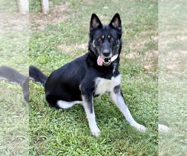 Medium Photo #5 Mutt Puppy For Sale in Spring Lake, NJ, USA