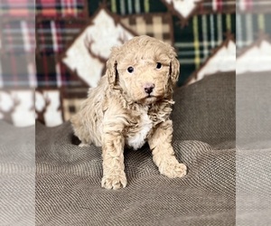 Poodle (Miniature) Puppy for sale in DUNDEE, OH, USA