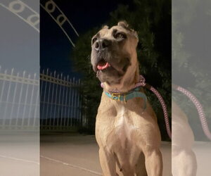 Mutt Dogs for adoption in Goodyear, AZ, USA