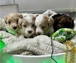Image preview for Ad Listing. Nickname: Litter of 4
