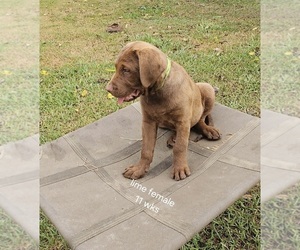 Chesapeake Bay Retriever Puppy for sale in Cordele, GA, USA