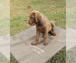 Small Chesapeake Bay Retriever