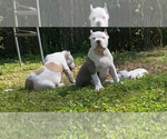 Small Photo #2 American Bully Puppy For Sale in JACKSONVILLE, FL, USA