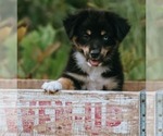 Puppy Ford Miniature Australian Shepherd