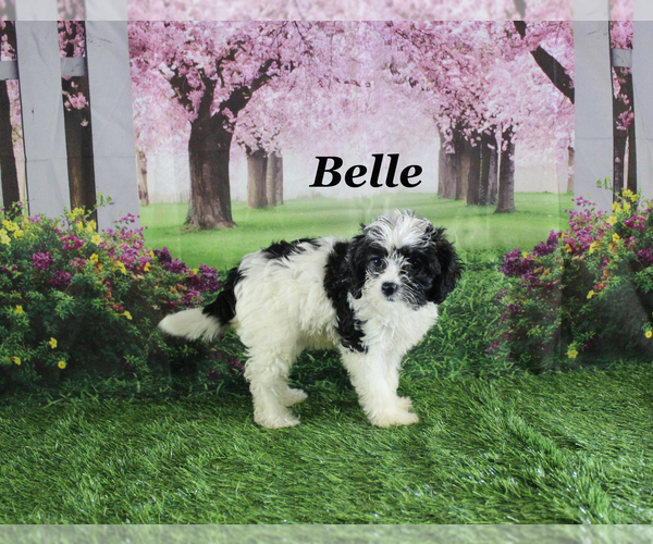 Medium Photo #22 Cavapoo Puppy For Sale in CHANUTE, KS, USA