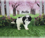 Small #21 Cavapoo