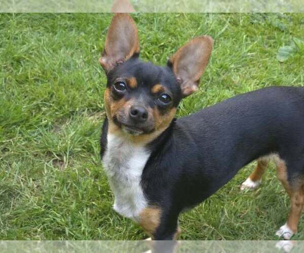 Medium Photo #5 Chihuahua Puppy For Sale in Arlington, WA, USA