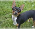 Small #4 Chihuahua