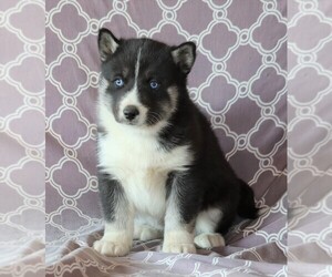 Siberian Husky Puppy for sale in FREDERICKSBG, OH, USA