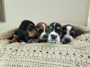 Basset Hound Puppy for sale in PITTSTOWN, NJ, USA