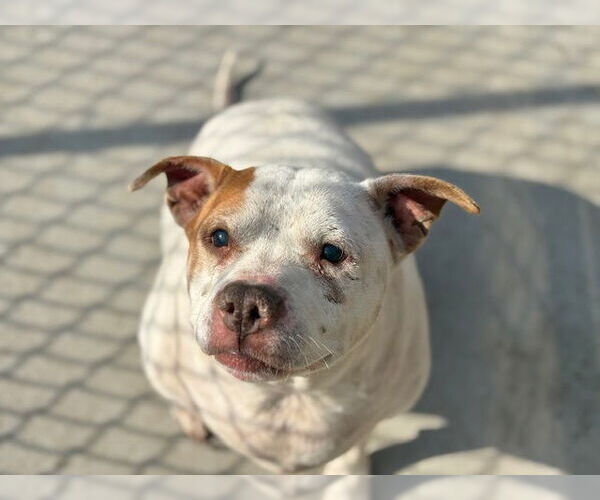 Medium Photo #1 Mutt Puppy For Sale in Tulsa, OK, USA