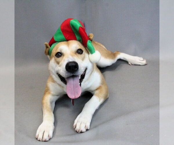 Medium Photo #3 Mutt Puppy For Sale in Shelburne, VT, USA