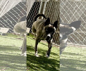 Josie - Female Holland Shepherd-Siberian Husky Mix Dog for Adoption - Photo #4