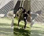 Small Photo #4 Holland Shepherd-Siberian Husky Mix Puppy For Sale in Mooresville, NC, USA