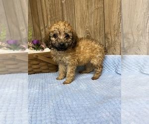 Poodle (Toy) Puppy for sale in MYRTLE, MO, USA