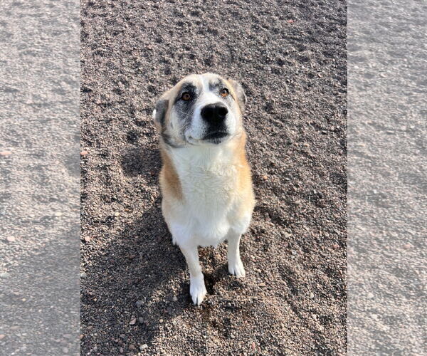 Medium Photo #3 Great Pyrenees-Unknown Mix Puppy For Sale in Webster, WI, USA