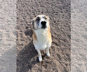 Great Pyrenees-Unknown Mix Dogs for adoption in Webster, WI, USA