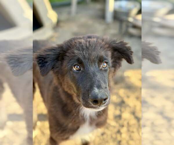 Medium Photo #2 Border Collie-Unknown Mix Puppy For Sale in Paso Robles, CA, USA