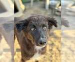 Small #1 Border Collie Mix