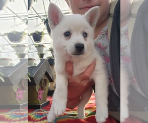 Medium Alaskan Klee Kai