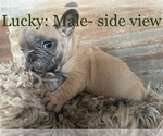 Puppy 1 French Bulldog