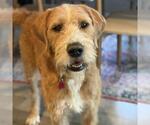 Small #14 Miniature Labradoodle