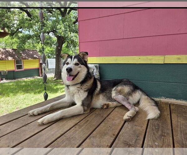 Medium Photo #1 Siberian Husky-Unknown Mix Puppy For Sale in Euless, TX, USA