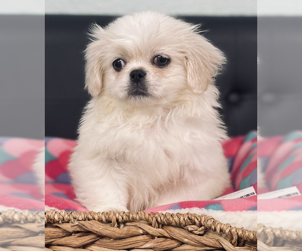 Medium Photo #4 Pekingese Puppy For Sale in CINCINNATI, OH, USA