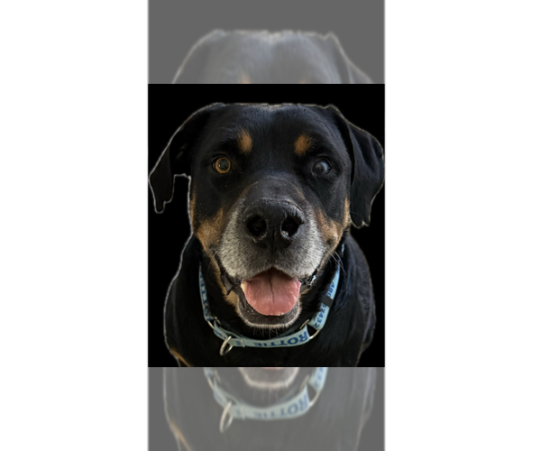Medium Photo #12 Rottweiler Puppy For Sale in Gilbert, AZ, USA