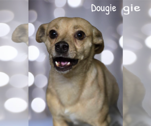 Dougie - Male Chihuahua Dog for Adoption - Photo #3