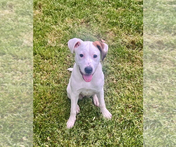 Medium Photo #1 Mutt Puppy For Sale in Raleigh, NC, USA