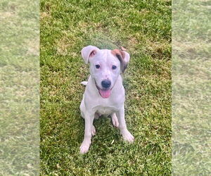 Mutt Dogs for adoption in Raleigh, NC, USA