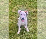 Small Mutt