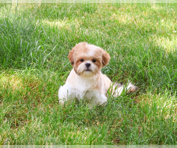 Medium Photo #6 Shih Tzu Puppy For Sale in SYRACUSE, IN, USA