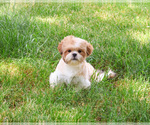 Small #5 Shih Tzu
