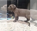Small Photo #4 Cane Corso Puppy For Sale in KERMAN, CA, USA