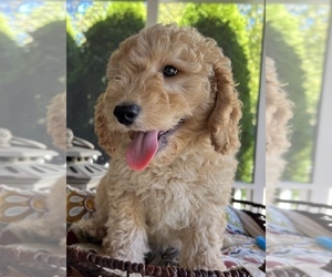 Goldendoodle Puppy for sale in NOBLESVILLE, IN, USA