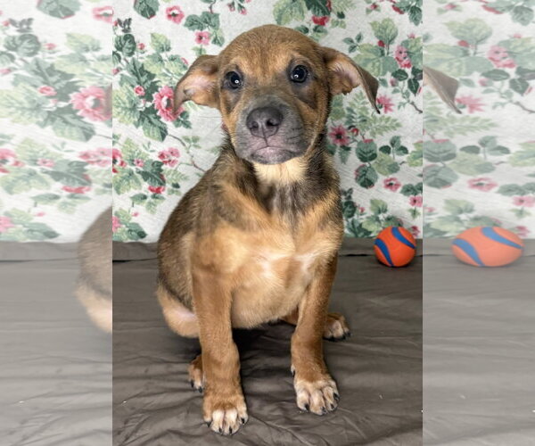 Medium Photo #1 Mutt Puppy For Sale in Wetumpka, AL, USA