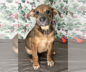 Mutt Dogs for adoption in Wetumpka, AL, USA