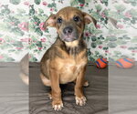 Small Mutt